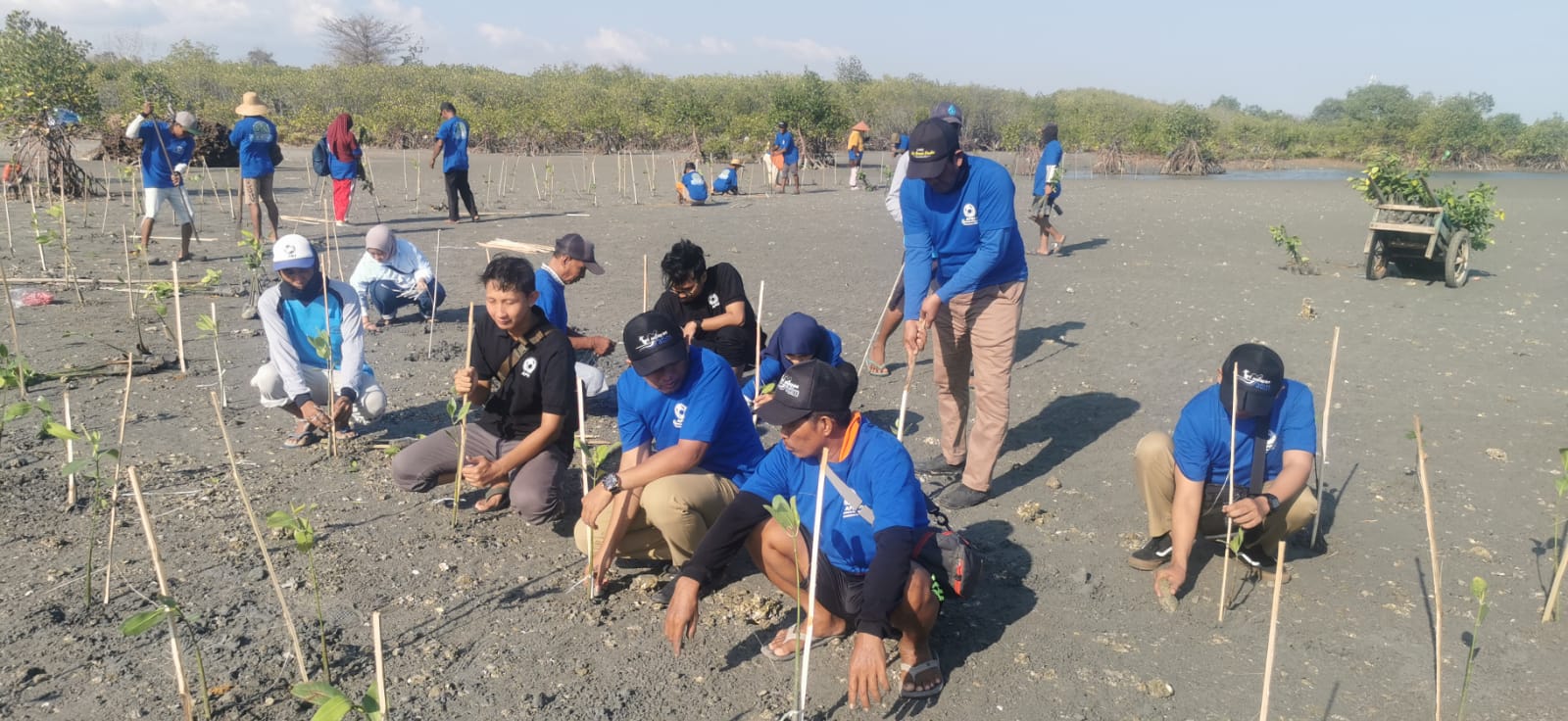 APRI bersama Dinas Perikanan Kabupaten Pamekasan penanaman mangrove
